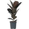 Ficus elastica Abidjan | 12 cm pot | 38 cm hoog