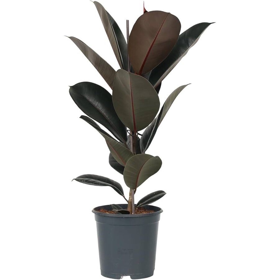Ficus elastica Abidjan | donkerbladige rubberplant voor woonkamer en (open) terrarium | 12 cm pot | 38 cm hoog