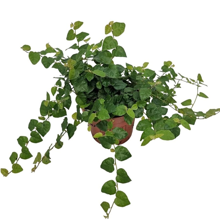 Ficus pumila 'Green Sunny' terrariumplant | 9 cm pot | 15 cm hoog bij levering