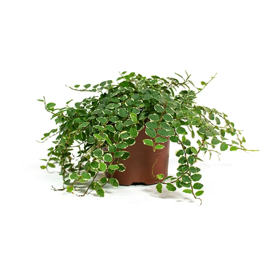 Ficus pumila 'White Sunny' | terrariumplant en kamerplant | 9 cm pot | ca. 15 cm hoog