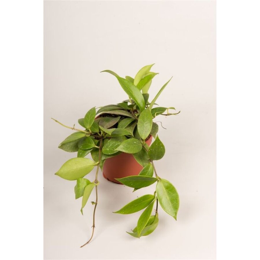 Hoya 'Sunrise' terrariumplant | ook als kamerplant | 12 cm pot | 15 cm hoog