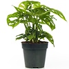 Monstera Monkey Leaf | 12 cm pot | 30 cm hoog