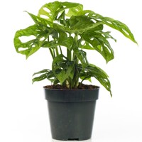 Monstera Monkey Leaf terrariumplant en kamerplant | 12 cm pot | 30 cm hoog bij levering