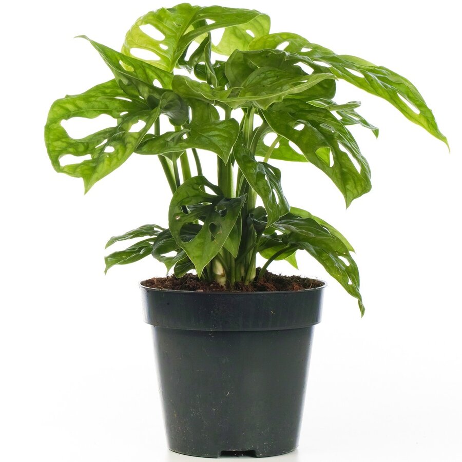 Monstera Monkey Leaf terrariumplant en kamerplant | 12 cm pot | 30 cm hoog bij levering