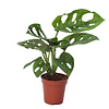 Monstera obliqua | 3 stek | 12 cm pot | 30 cm hoog