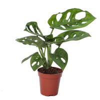 Monstera obliqua terrariumplant | 3 stek | 12 cm pot | 30 cm hoog