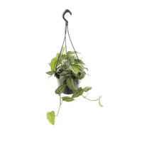 Monstera Siltepecana terrariumplant | 1 stek in 15 cm hangpot | 20 cm hoog bij levering