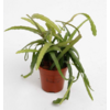 Lepismium bolivianum | 5 cm pot | circa 10 cm hoog
