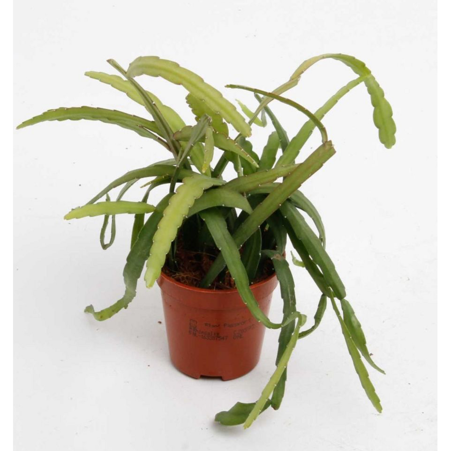 Lepismium bolivianum terrariumplant | 5 cm pot | circa 10 cm hoog