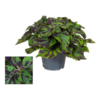Plectranthus (Coleus Grp) 'Tiger' | 9 cm pot | 20 cm hoog