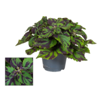 Plectranthus (Coleus Grp) 'Tiger' terrariumplant | 9 cm pot | 20 cm hoog