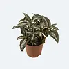 Pilea spruceana Silver Tree | 9 cm pot | 15 cm hoog