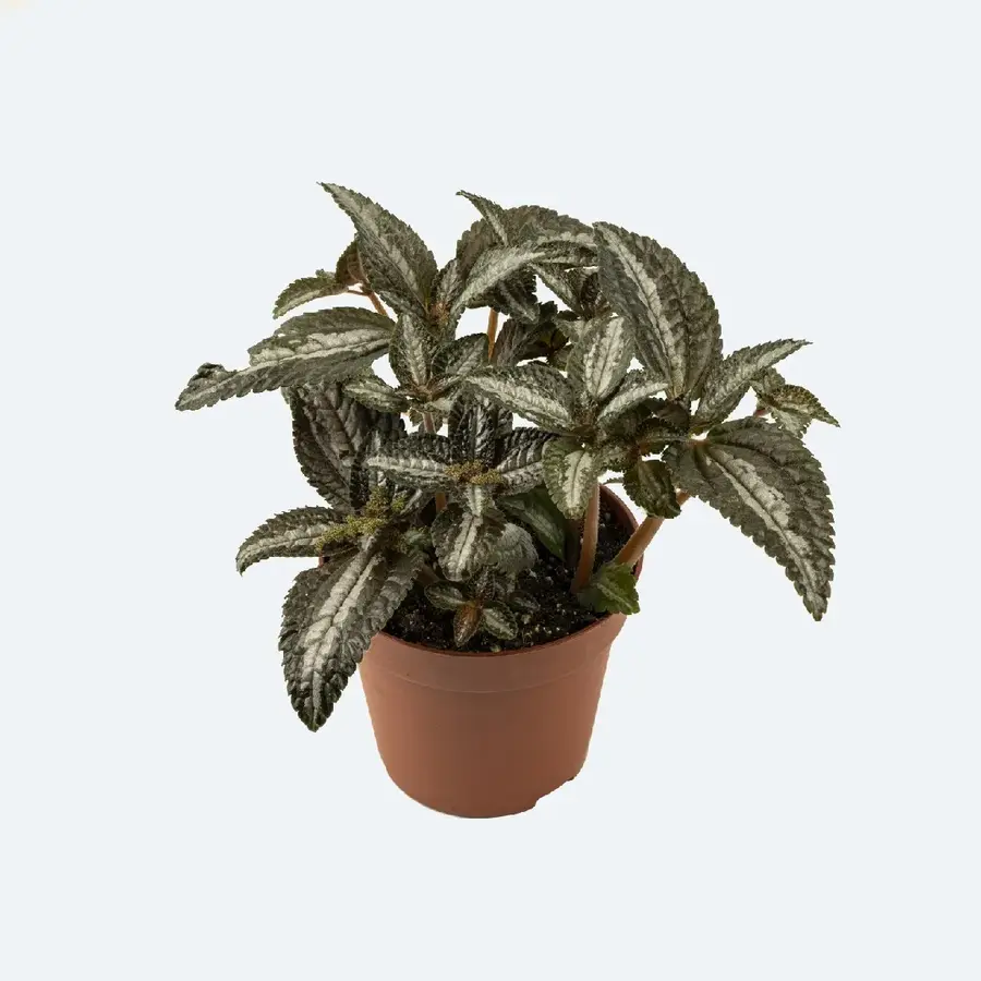 Pilea spruceana Silver Tree terrariumplant | 9 cm pot | 15 cm hoog bij levering