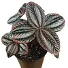 Pilea Norfolk | 9 cm pot | 12 cm hoog