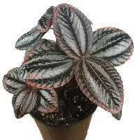 Pilea Norfolk terrariumplant | 9 cm pot | 12 cm hoog bij levering