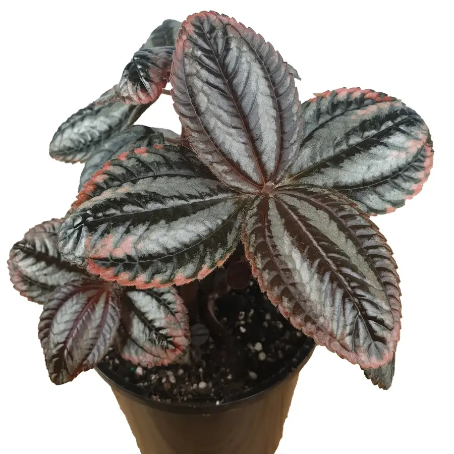 Pilea Norfolk terrariumplant | 9 cm pot | 12 cm hoog bij levering