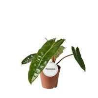 Philodendron billietiae terrariumplant | 12 cm pot | 35 cm hoog