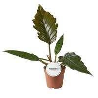 Philodendron bipinnatifidum choco empress| chocolade nieuw blad | terrariumplant en kamerplant | 12 cm pot | 35 cm hoog