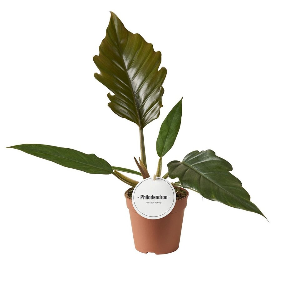 Philodendron bipinnatifidum choco empress| chocolade nieuw blad | terrariumplant en kamerplant | 12 cm pot | 35 cm hoog