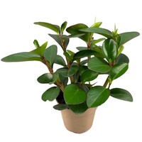 Peperomia clusiifolia 'Red Margin' terrariumplant en kamerplant | 12 cm pot | 20 cm hoog