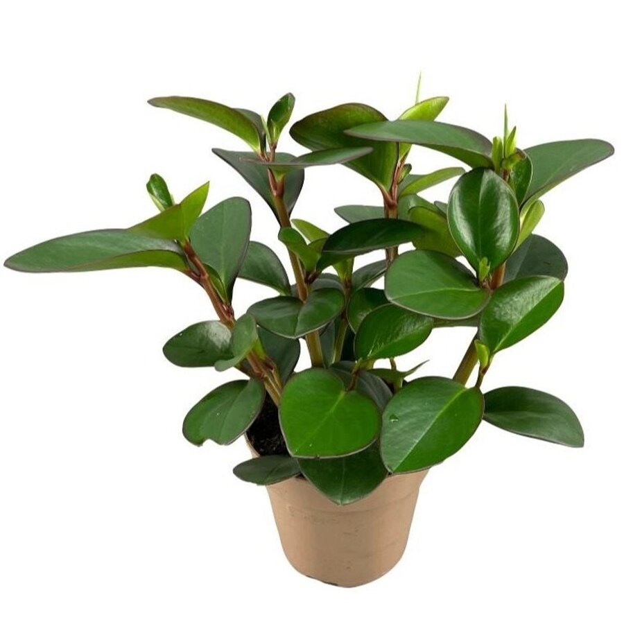 Peperomia clusiifolia 'Red Margin' terrariumplant en kamerplant | 12 cm pot | 20 cm hoog