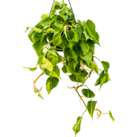 Philodendron Scandens Brasil groenblijvend | Ø15 cm hangpot | 25-35 cm hoog bij levering | Terrariumplant en kamerplant