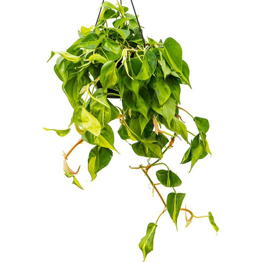 Philodendron Scandens Brasil groenblijvend | Ø15 cm hangpot | 25-35 cm hoog bij levering | Terrariumplant en kamerplant
