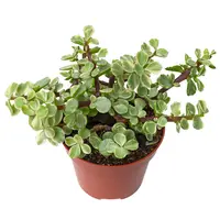 Portulaca variegata terrariumplant | bonte vetplant | 5 cm pot | 18 cm hoog