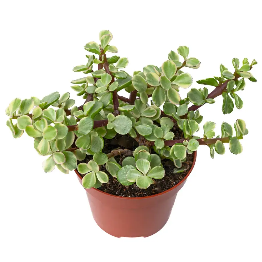 Portulaca variegata terrariumplant | bonte vetplant | 5 cm pot | 18 cm hoog