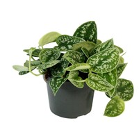 Scindapsus pictus Argyraeus terrariumplant | 12 cm pot | 25 cm hoog