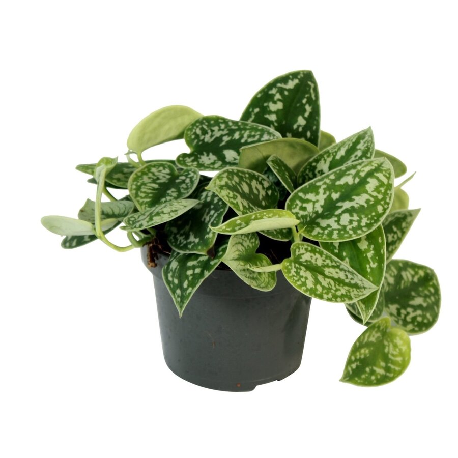 Scindapsus pictus Argyraeus terrariumplant | 12 cm pot | 25 cm hoog