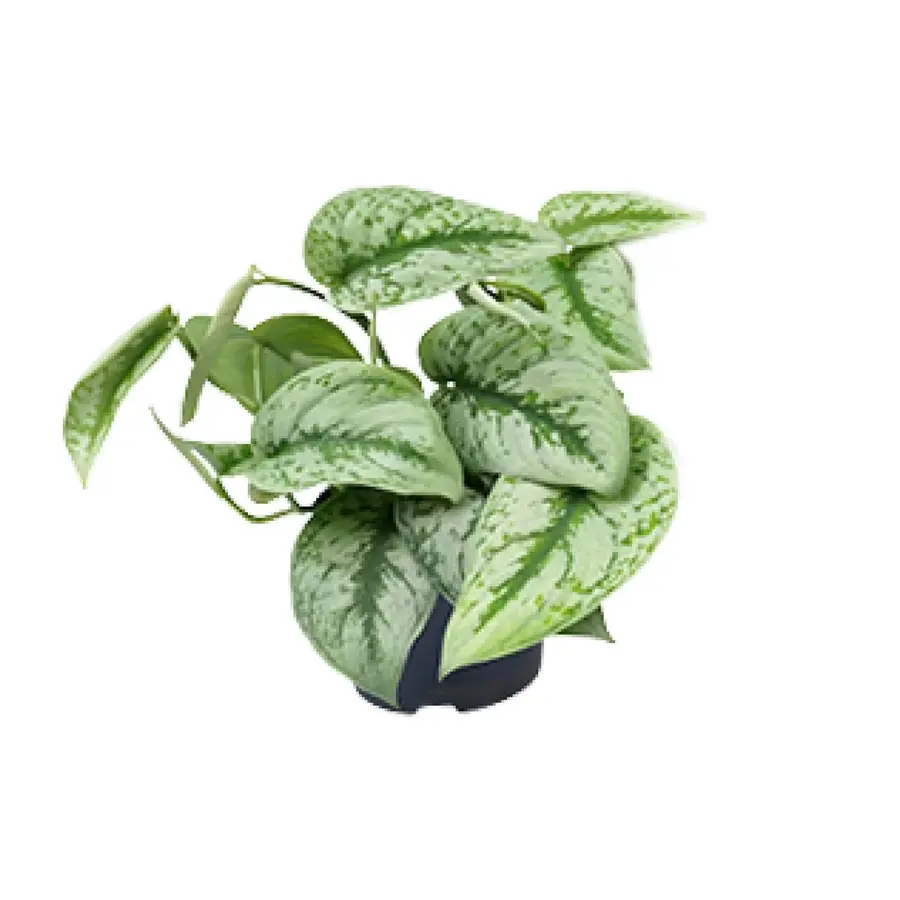 Scindapsus Pictus Trebie | zilverbonte terrarium- en kamerplant | 12 cm pot | 25 cm hoog