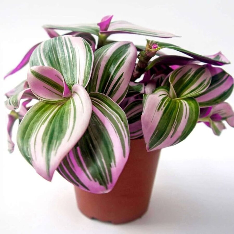 Tradescantia nanouk | terrariumplant en kamerplant | 7 cm pot | 15 cm hoog