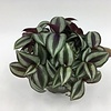 Tradescantia purple heart | 12 cm pot | 25 cm hoog