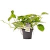 Epipremnum aureum | 8 cm pot | 15 cm hoog