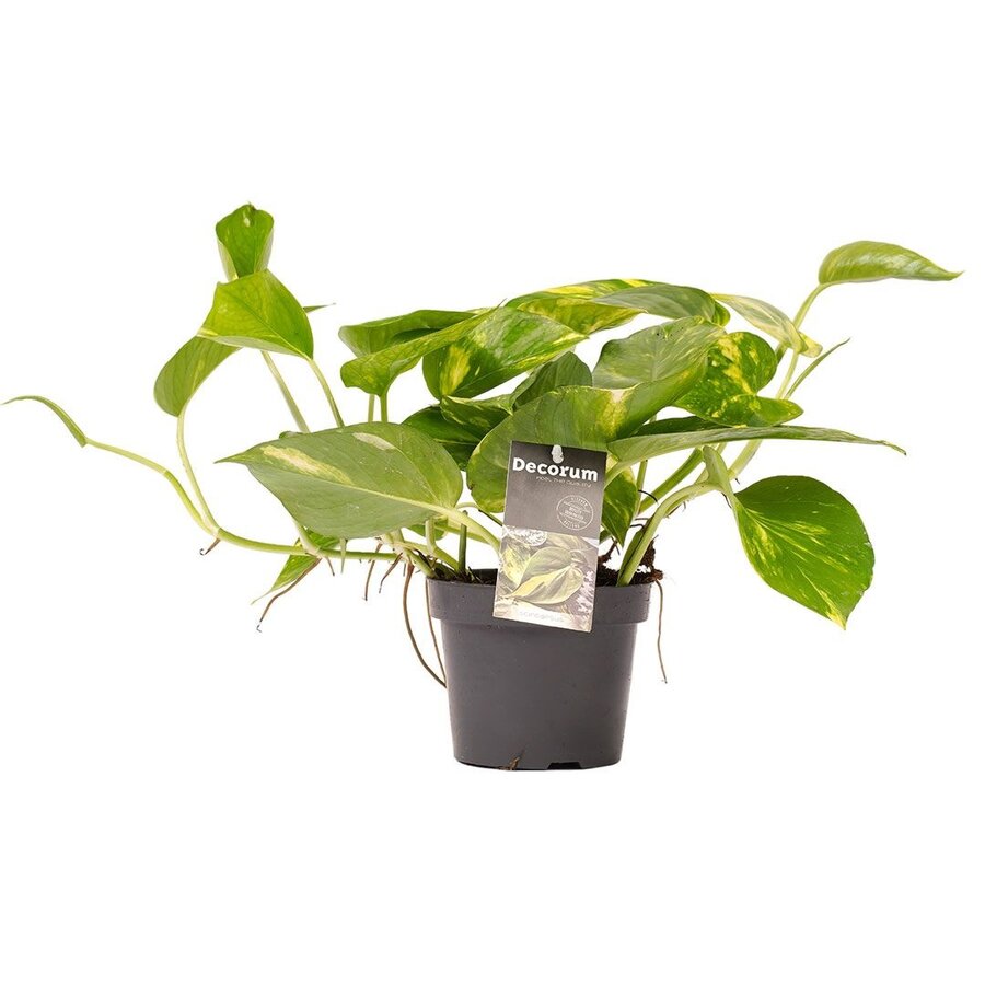 Epipremnum aureum | drakenklimop terrariumplant en kamerplant | 8 cm pot | 15 cm hoog