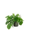 Philodendron Scandens | 8 cm pot | 15 cm hoog