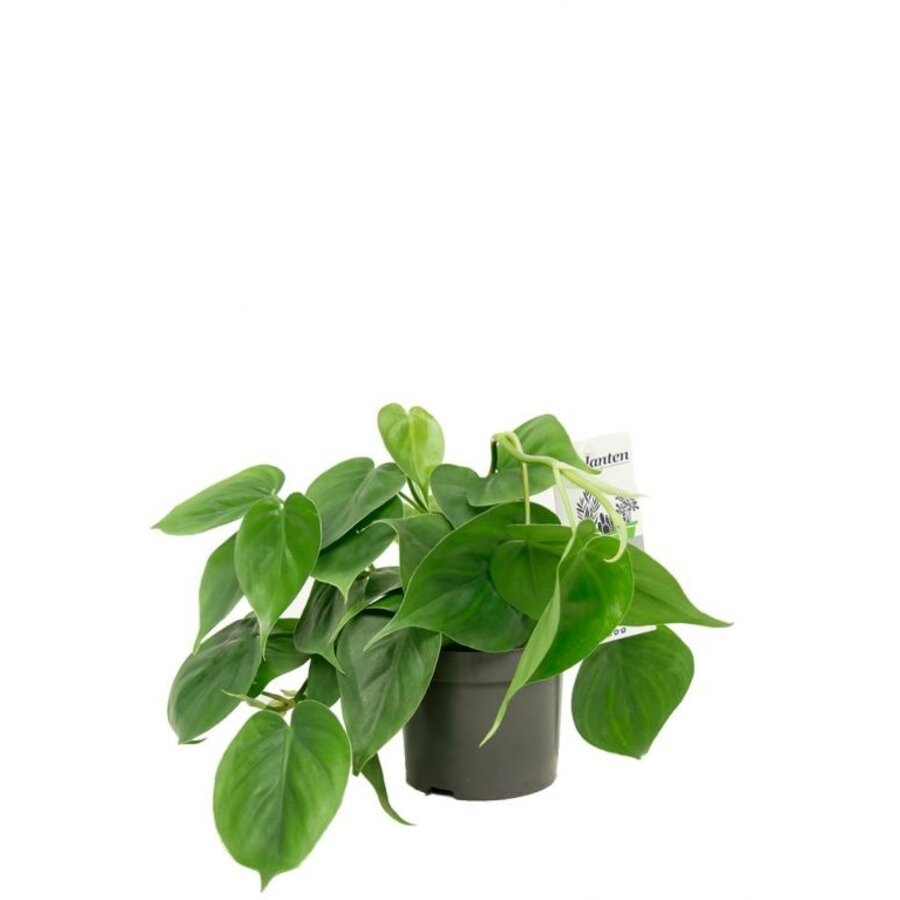 Philodendron Scandens terrariumplant | 8 cm pot | circa 15 cm hoog bij levering