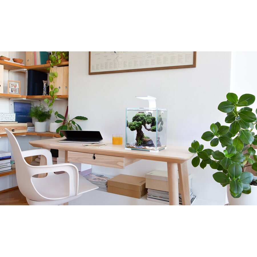 Shrimp Set Dag & Nacht 10 | 10L | 20 x 20 x 25CM