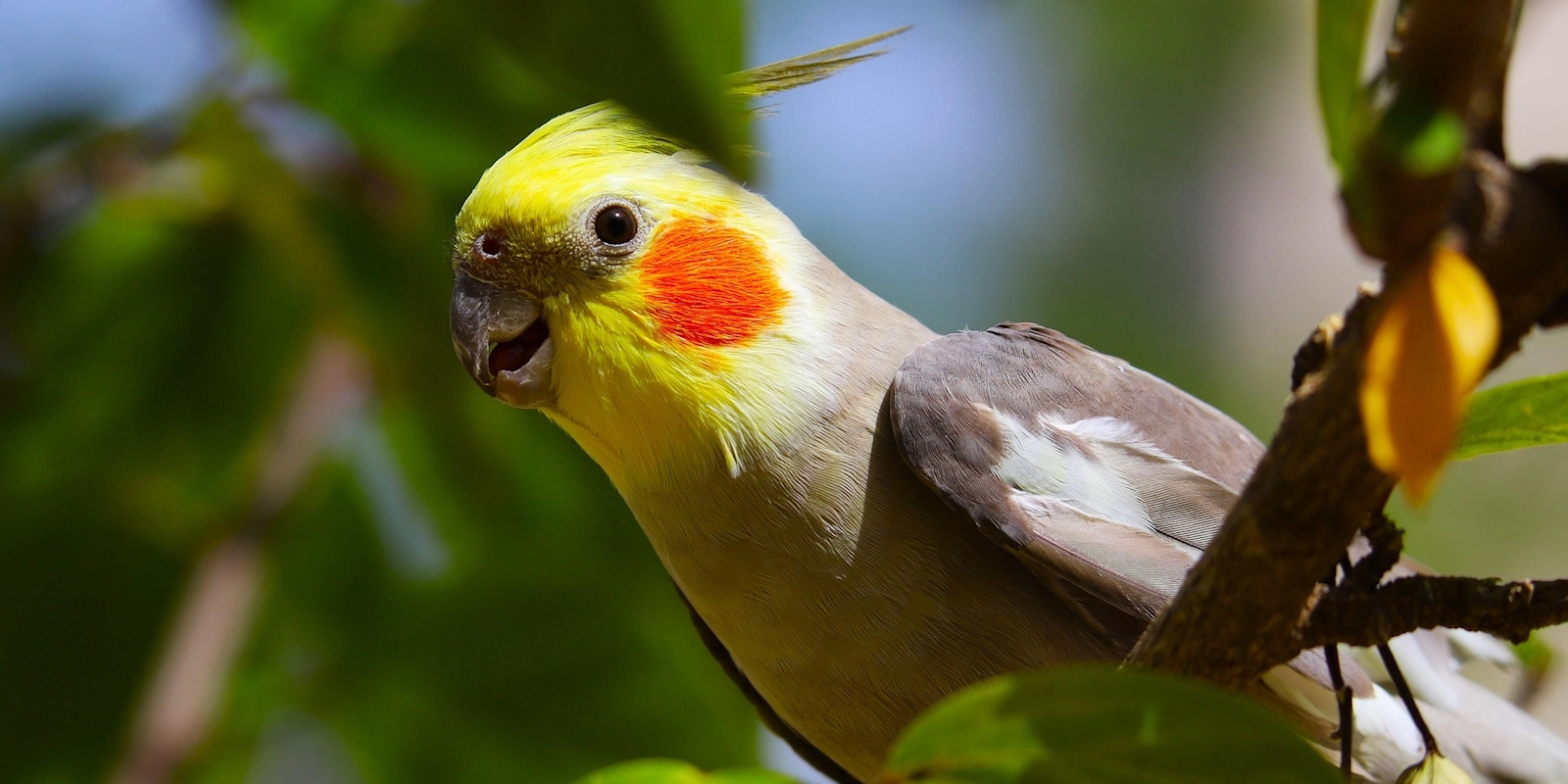 Valkparkiet verzorgen: complete gids voor huisvesting, voeding & gedrag