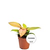 Philodendron Prince of Orange | 7 cm pot | ca. 15 cm hoog