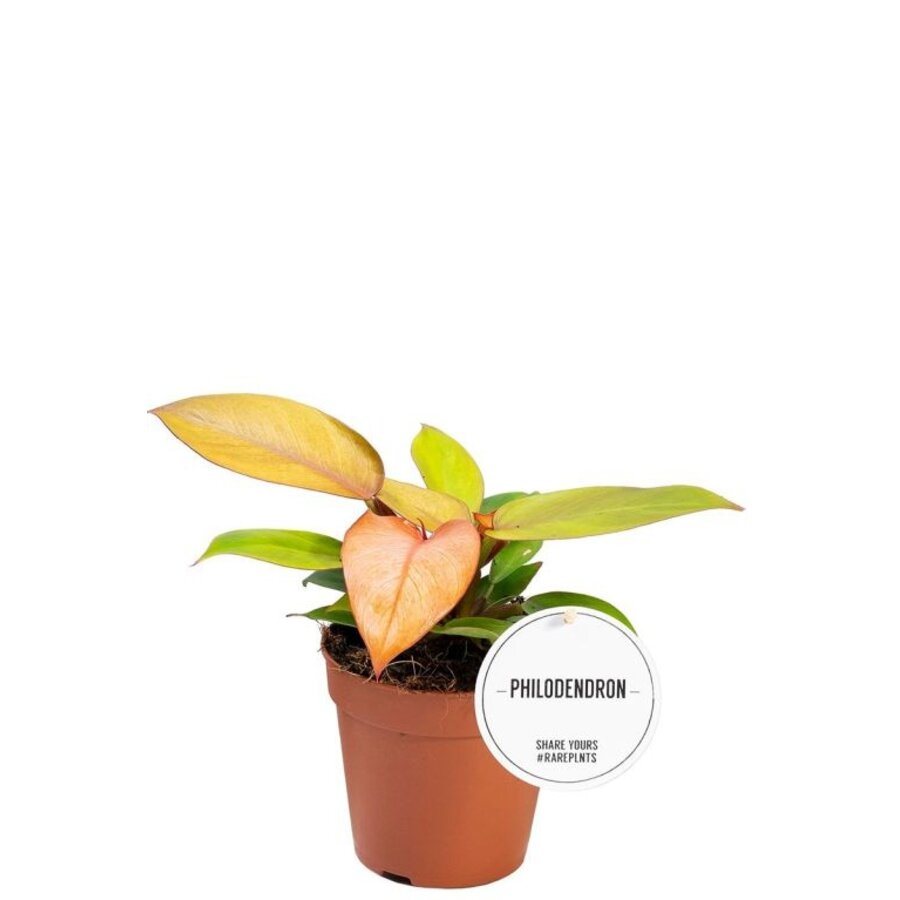 Philodendron 'Prince of Orange' terrariumplant en kamerplant | 7 cm pot | ca. 15 cm hoog