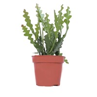 Epiphyllum anguliger (visgraatcactus) | terrariumplant en kamerplant | 6 cm pot | 10 cm hoog