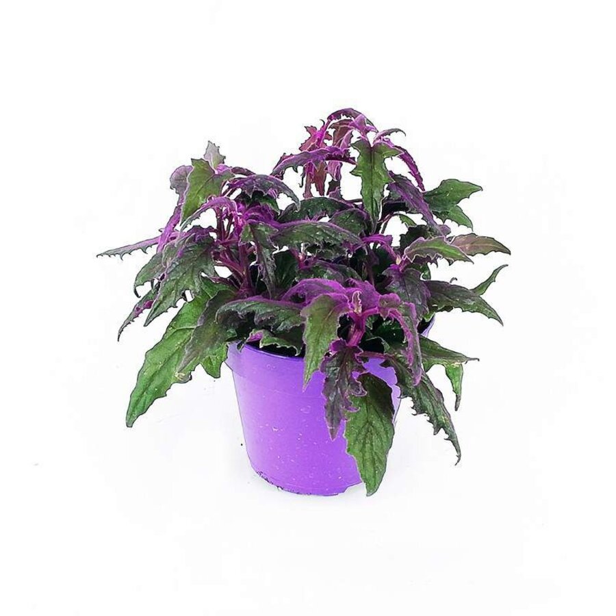 Gynura aurantiaca | paarse fluweel terrariumplant, ook mooi in de woonkamer | 7 cm pot | 12 cm hoog