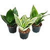 Sansevieria trifasciata mix | per stuk | 6 cm pot | 20 cm hoog
