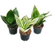 Sansevieria trifasciata (Dracaena trifasciata) mix | verschillende kleuren | per stuk | 6 cm pot | 20 cm hoog