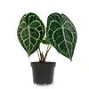 Anthurium clarinervium | 7 cm pot | 15 cm hoog