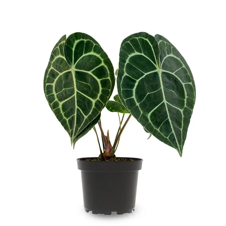 Anthurium clarinervium terrariumplant | fluweelblad met witte nerven | 7 cm pot | 15 cm hoog