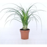 Beaucarnea recurvata nolina | 3 planten per pot | 12 cm pot | 35 cm hoog