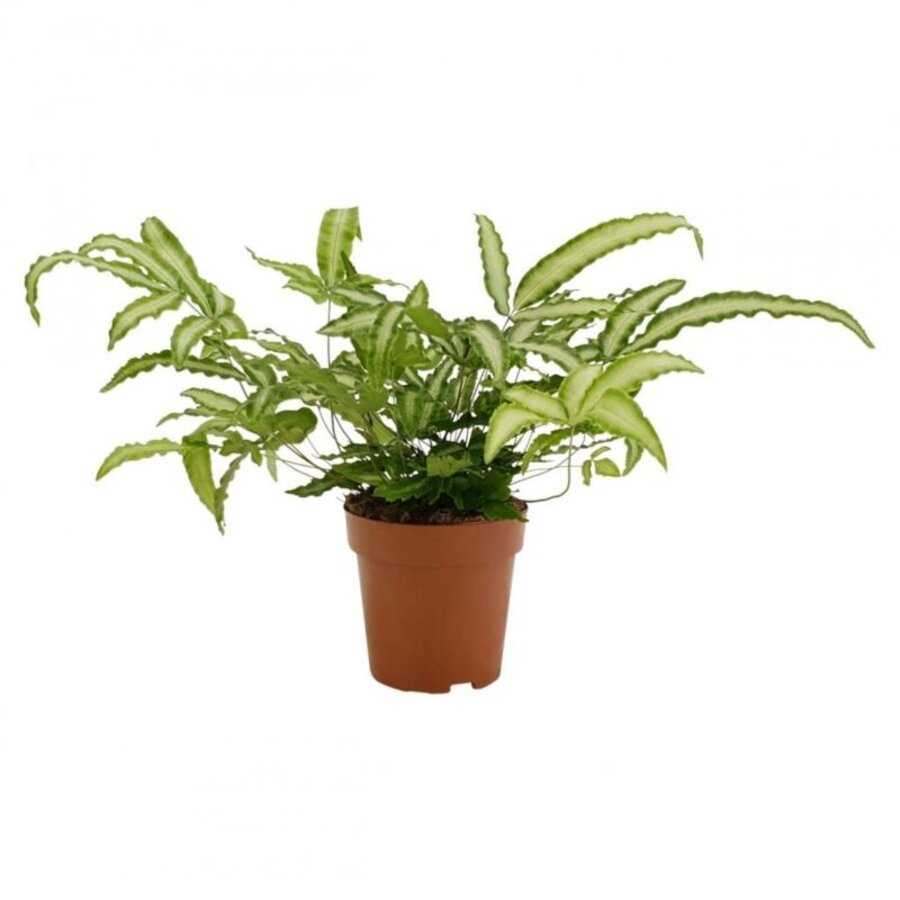 Pteris Albolineata lintvaren | 9 cm pot | 35 cm hoog | terrariumplant en kamerplant